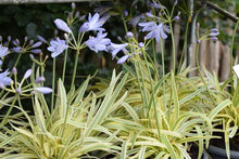 Load image into Gallery viewer, AGAPANTHUS GOLDEN DROP
