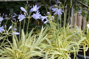 AGAPANTHUS GOLDEN DROP