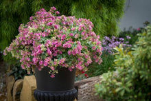 Load image into Gallery viewer, ORIGANUM BELISSIMO 14CM
