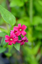 Load image into Gallery viewer, JASMINUM BEESIANUM RED JASMINE 3.5L
