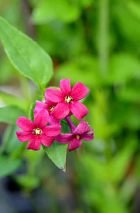 JASMINUM BEESIANUM RED JASMINE 3.5L