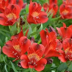 ALSTROEMERIA COMPACT INTICANCHA DOBA 2.5L