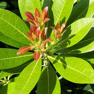 PIERIS TEMPLE BELLS 2.4L