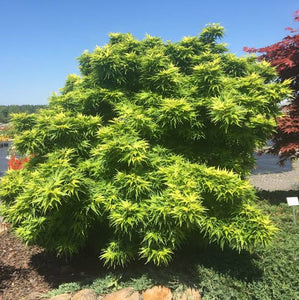 ACER PALMATUM MIKAWA YATSABUSA TOPIARY GRADE