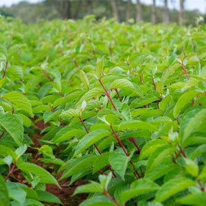 CORNUS ALBA SIBIRICA 2.5L