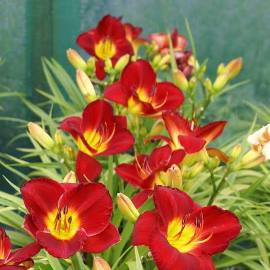 HEMEROCALLIS SCARLET ORBIT 2.5L