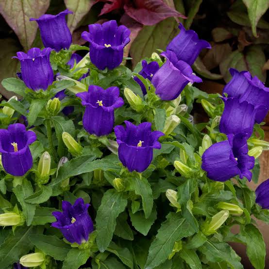 CAMPANULA APPEAL DEEP BLUE 14CM