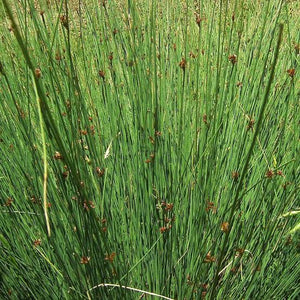 JUNCUS EDGARIAE PB2