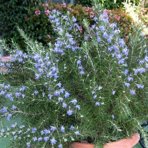 ROSEMARY SEPTEMBER BLUE 2.5L