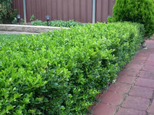 Load image into Gallery viewer, BUXUS MICROPHYLLA KOREANA
