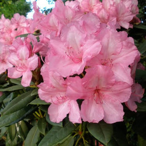 RHODODENDRON ALICE 6.0L