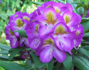 RHODODENDRON BLUEBELL 6.0L