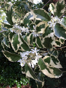 HOHERIA POPULNEA ALBA VARIEGATA 4.0L