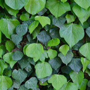 HEDERA CANARIENSIS CANARY ISLAND IVY