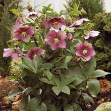 Load image into Gallery viewer, HELLEBORUS ORIENTALIS HYBRID TUTU 17CM
