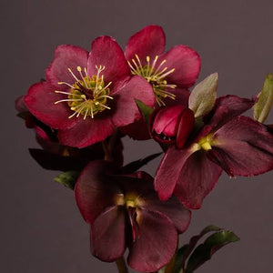 HELLEBORUS MARBLED ANNAS RED 17CM