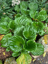 Load image into Gallery viewer, MYOSOTIDIUM HORTENSIA CHATHAM ISLAND FORGET ME NOT 2.5L
