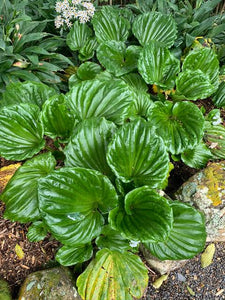 MYOSOTIDIUM HORTENSIA CHATHAM ISLAND FORGET ME NOT 2.5L