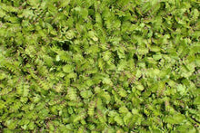 Load image into Gallery viewer, LEPTINELLA TRAILLII 15CM
