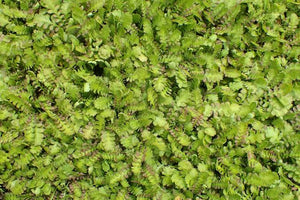 LEPTINELLA TRAILLII 15CM