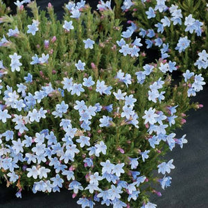 LITHODORA CRYSTAL BLUE 14CM