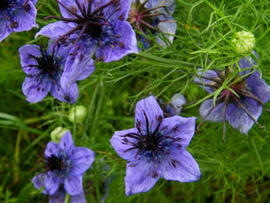 NIGELLA SPANISH LOVE IN A MIST SEED