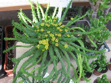 Load image into Gallery viewer, EUPHORBIA MEDUSA HEAD
