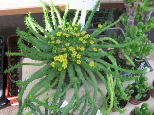 EUPHORBIA MEDUSA HEAD