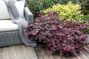 LOROPETALUM PLUM GORGEOUS