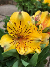 Load image into Gallery viewer, ALSTROEMERIA INCA GOLD RUSH 2.5L
