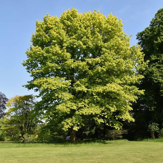 QUERCUS RUBRA NORTHERN RED OAK PB28