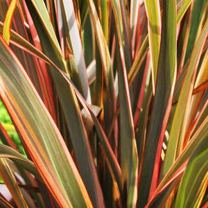 PHORMIUM SUNDOWNER 3.3L