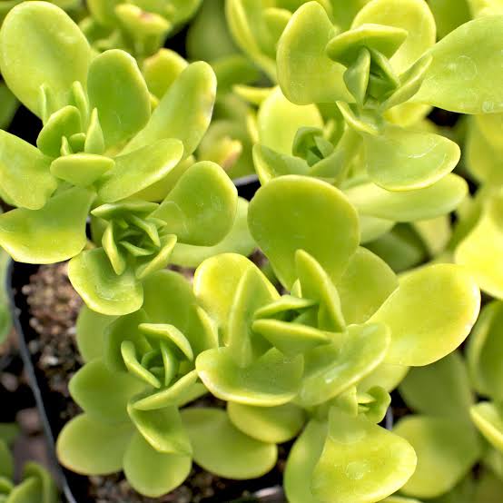 SEDUM CONFUSUM