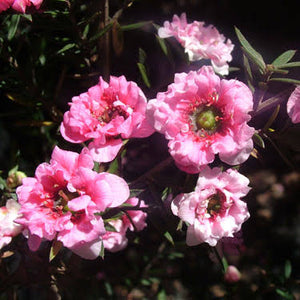 LEPTOSPERMUM JUBILEE MANUKA