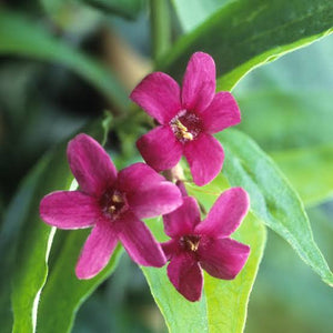 JASMINUM BEESIANUM RED JASMINE 3.5L