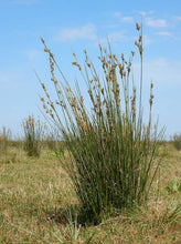 Load image into Gallery viewer, JUNCUS MARITIMUS SEA RUSH PB2
