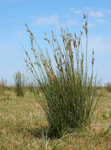 JUNCUS MARITIMUS SEA RUSH PB2