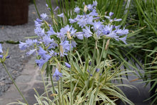 Load image into Gallery viewer, AGAPANTHUS GOLDEN DROP
