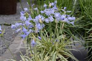 AGAPANTHUS GOLDEN DROP