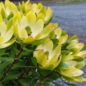 LEUCADENDRON WATERLILY 1.5L