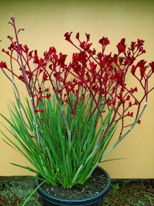 ANIGOZANTHUS FROSTY RED