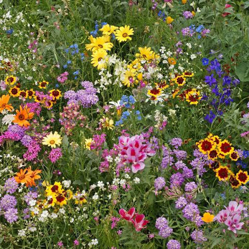 WILDFLOWERS OF THE WORLD SEED