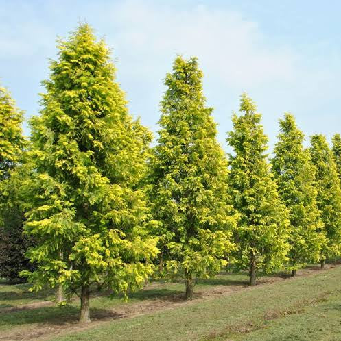 METASEQUOIA GOLD RUSH 15.0L