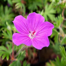 Load image into Gallery viewer, GERANIUM TINY MONSTER 1.5L
