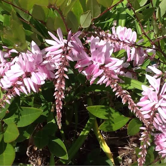 INDIGOFERA DECORA 3.3L