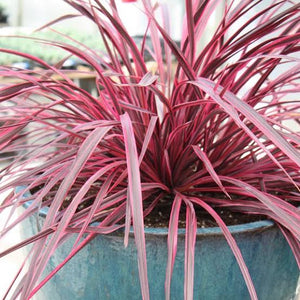 CORDYLINE RASPBERRY FOUNTAIN