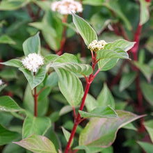 Load image into Gallery viewer, CORNUS ALBA SIBIRICA 2.5L
