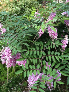 INDIGOFERA DECORA 3.3L