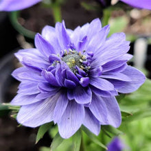 Load image into Gallery viewer, ANEMONE LORD LIEUTENANT 15PK
