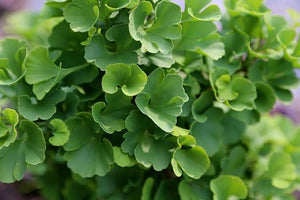 GINKGO BILOBA JADE BUTTERFLY PB18